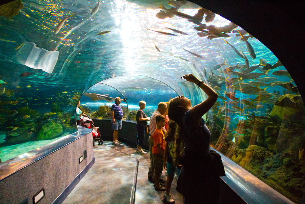 Ticket price, timings, activities - everything you need to know about Dubai Aquarium and Underwater Zoo.